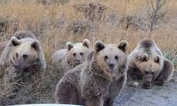 Japonya'da ayı saldırıları rekora doğru koşuyor