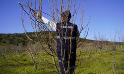 ABB’den meyve yetiştiricilerine ücretsiz budama ve terbiye kursu