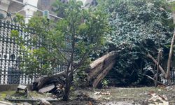 İstanbul’u düşündüren zamanlama! Eyüp Sultan’da çınar devrildi, deprem tartışmaları başladı!