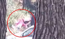 İzmir'de bir kadın ormanlık alanda darp edildi! O anlar kamerada