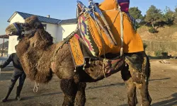 Geleneksel deve güreşlerinde yeni sezon renkli geçecek