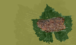 Zeytinyağlı Yaprak Sarması, CSO Ada Ankara’da tiyatroseverlerle buluşuyor