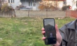 Eskişehirde kan donduran olay! Kedilerin gözlerini oyup, karınlarını deştiler!