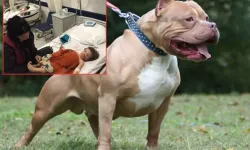 Etimesgut’ta iki kardeşe saldıran pitbullun sahibi tutuklandı