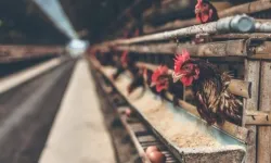 Tavukçuluk sektörünün önde gelen firması konkordato sürecine girdi!