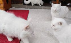 Ankara Kedisi bir zamanlar Avrupalı soyluların gözdesiydi