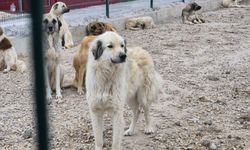Eskişehir'de barınak skandalı iddiası: Aç bırakılan köpekler birbirine mi saldırdı?