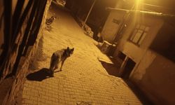 Ankara’da dikkat çeken görüntü: Kurtlar ilçe merkezinde