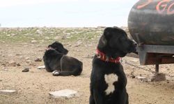 Ankara’nın dağlarında yetişiyor: Haymana Karası’nı bilen vazgeçemiyor