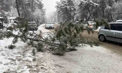 Karın ağırlığına dayanamadı! Kızılcahamam’da çam ağacı yola devrildi