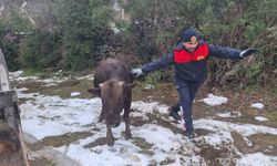 Tokat’ta nefes kesen kurtarma! Su kuyusuna düşen inek sağ salim çıkarıldı