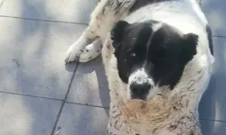 Matmazel’in ölümüyle ilgili darp raporu yayımlandı, belediye çalışanları işten çıkarıldı!