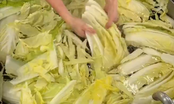 Japonya’da okul yemeklerinde hijyen örneği: Yeşillikler tek tek hazırlanıyor