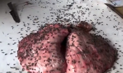 Sinekler içinde satılan etler sosyal medyada gündem oldu