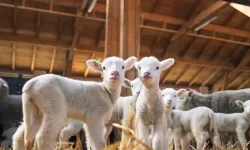 Kuzu oğlak desteği ne zaman yatacak 2026? Kuzu oğlak desteği ne kadar?