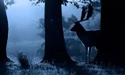 “Geyikli Gece” adlı şiirin şairi kimdir?