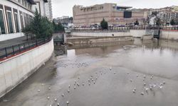 Keçiören'i martılar bastı