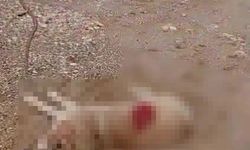 Antalya'da kan donduran olay: Köpeği tüfekle vurdu, kaçarken yakalandı!