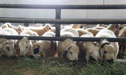 Elazığ'da çiçek hastalığı alarmı! 6 köy karantinaya alındı