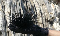 Prof. Dr. Mustafa Sarı’dan Marmara Kararına Sert Tepki