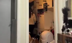 Evini kedilere ayırdı paylaştığı görüntüler gündem oldu