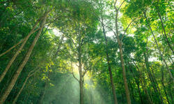 Karbon düzenlemeleri Türkiye'yi nasıl etkileyecek? ASBÜSEM'den kapsamlı eğitim