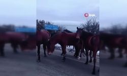 Beypazarı'nda yılkı atları görüntülendi