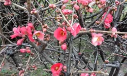 Bahar provası yapan Japon ayvası çiçek açtı