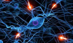 Bilimden Kliniğe Kök Hücre Tedavileri: Uzmanlar Ankara'da Buluşuyor