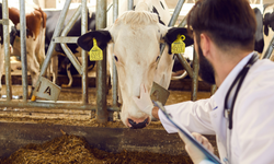 Ankara’da küçük ölçekli işletmelere veteriner desteği başladı