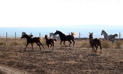 100 milyonluk yarış atları kayboldu iddialarına TİGEM’den yanıt