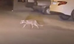 Ankara Beypazarı’nda Aç Kalan Tilki Mahalleye İndi