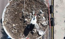 Baharın müjdecileri Ankara’daki yuvalarına döndü!