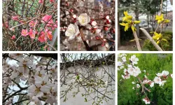 Baharın renkleri doğayı canlandırıyor