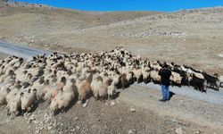 5 aylık iş için 590 bin TL’ye çoban aranıyor! Tüm masraflar karşılanıyor