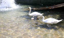 Ankara'daki Kuğulu Park, hangi ülkenin gönderdiği kuğularla bu ismi almıştır?