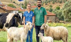 Ankara Büyükşehir’den Türkiye’de bir ilk: Veteriner hekim desteği verilecek!