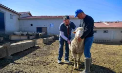 Ankara’da üreticiye can suyu: Veteriner destek başvuruları sürüyor!