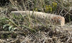 Ankara’da korkunç anlar! Vatandaş 20 metre top mermisi taşıdı