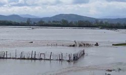 Edirne’de Meriç Nehri taştı! Tarım arazileri sular altında kaldı