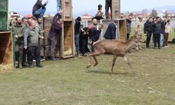 Mesudiye Ormanlarında Heyecan Veren Anlar: 16 Kızıl Geyik Doğaya Bırakıldı!