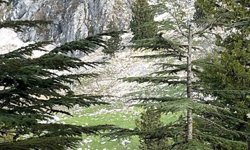 Ot toplamaya gitti, kayalıklardan düşüp öldü!