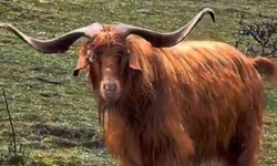 Ankara'da Üzeyir Amca'nın Satmadığı Teke, Sosyal Medyada Viral Oldu