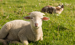 Küçükbaş mı, büyükbaş mı? İşte 2026'nın güncel kurbanlık fiyatları...