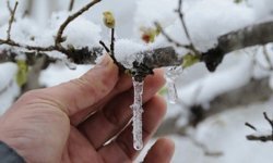 Ankara Valiliği’nden zirai don uyarısı!