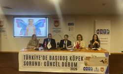 Ankara'da başıboş köpek paneli: Mağdurlar yaşadıklarını anlattı
