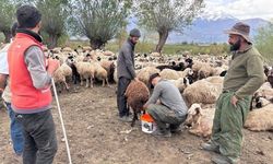 Türkiye’de bir ilk!  Afgan çobanlar asgari ücretle göreve başladı!