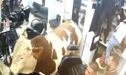 Kurbanlık boğa kuaföre daldı! Panik anları kamerada