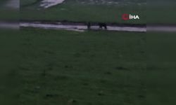 Beypazarı’nda beklenmedik ziyaret! Ayılar yaylaya indi