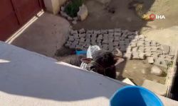 Kaçan kurbanlık paniğe sebep oldu, sahibi bodruma kaçarak kurtuldu!